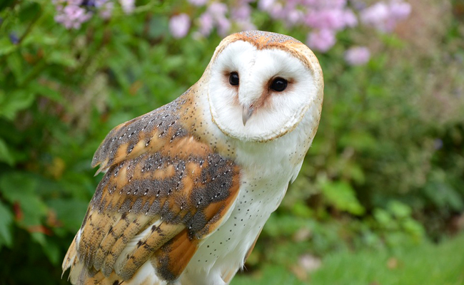Une chouette perchée sur une branche, observant son environnement