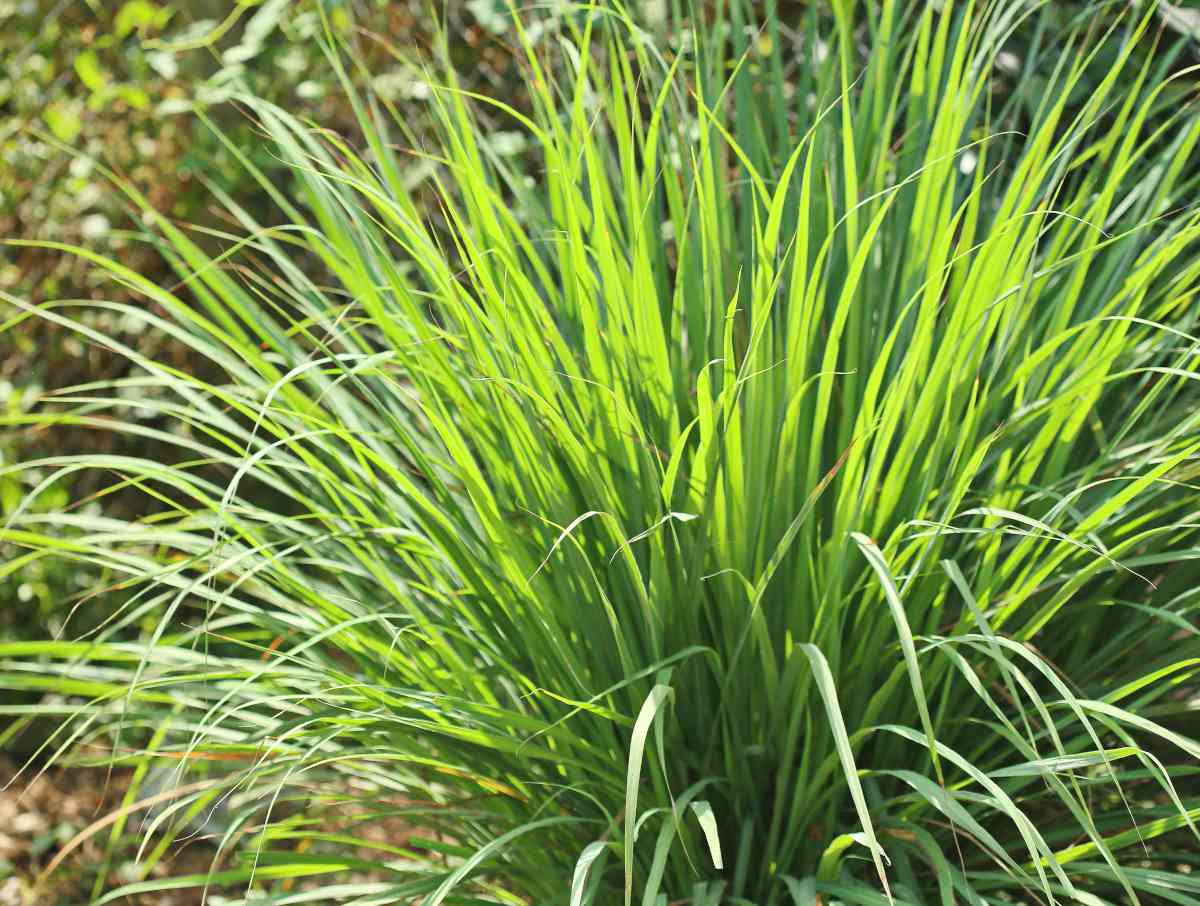 Plantation de citronnelle en pot sur une terrasse