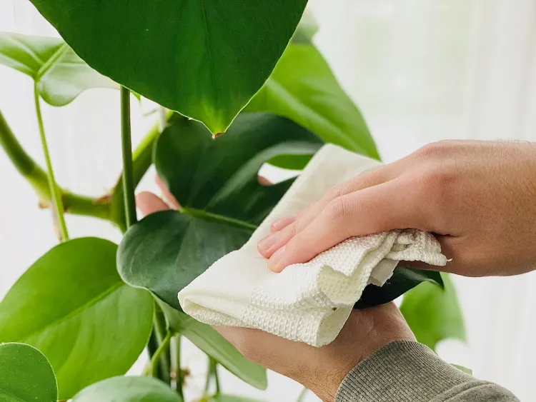 Méthode pour nettoyer les feuilles des plantes d'intérieur