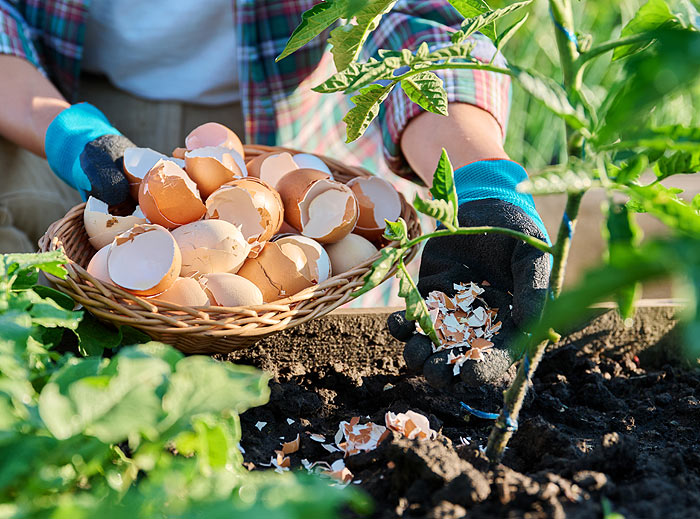 Coquilles d'œufs utilisées comme engrais naturel