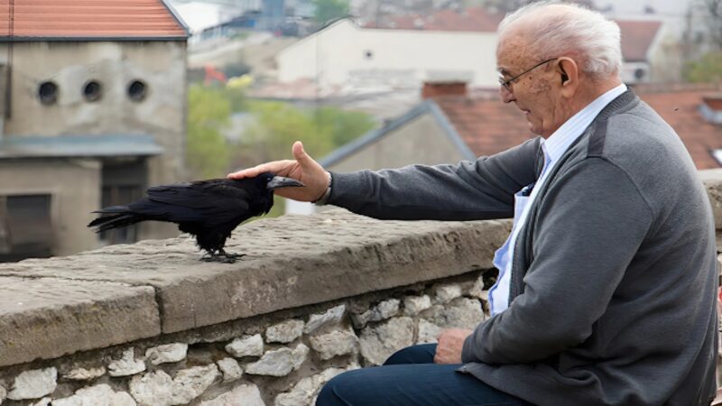 Corbeau observant un homme à travers une fenêtre