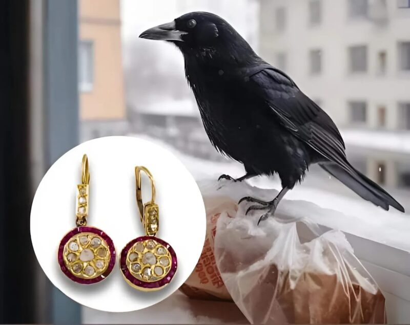 Corbeau déposant des boucles d'oreilles aux pieds de Julien