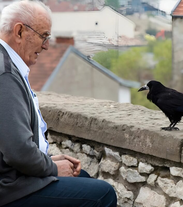 Corbeau perché sur une branche, regardant au loin