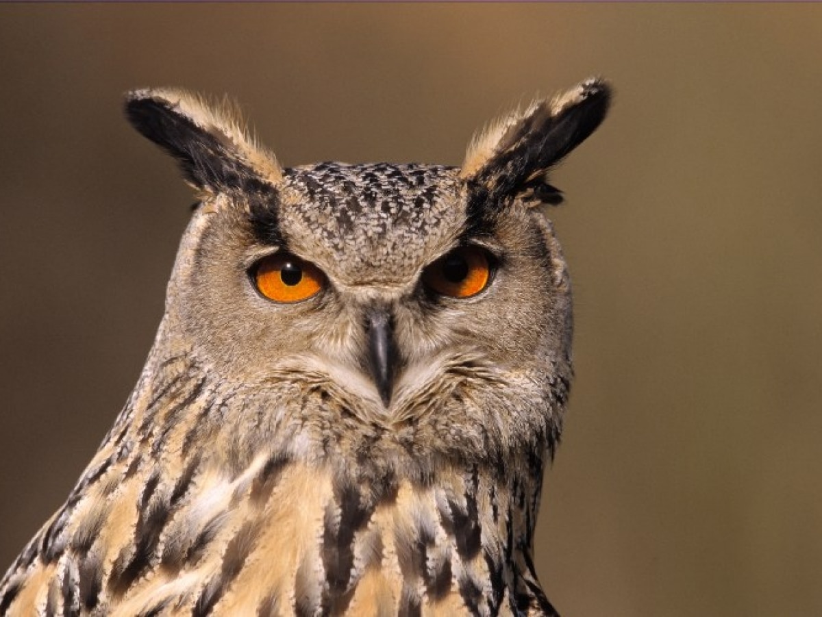 Grand duc d'Europe, messager de l'invisible