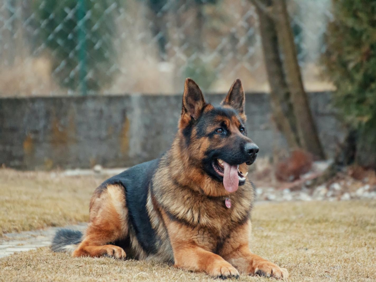 Gros plan sur le museau et les yeux attentifs d'un Berger Allemand, chien de travail
