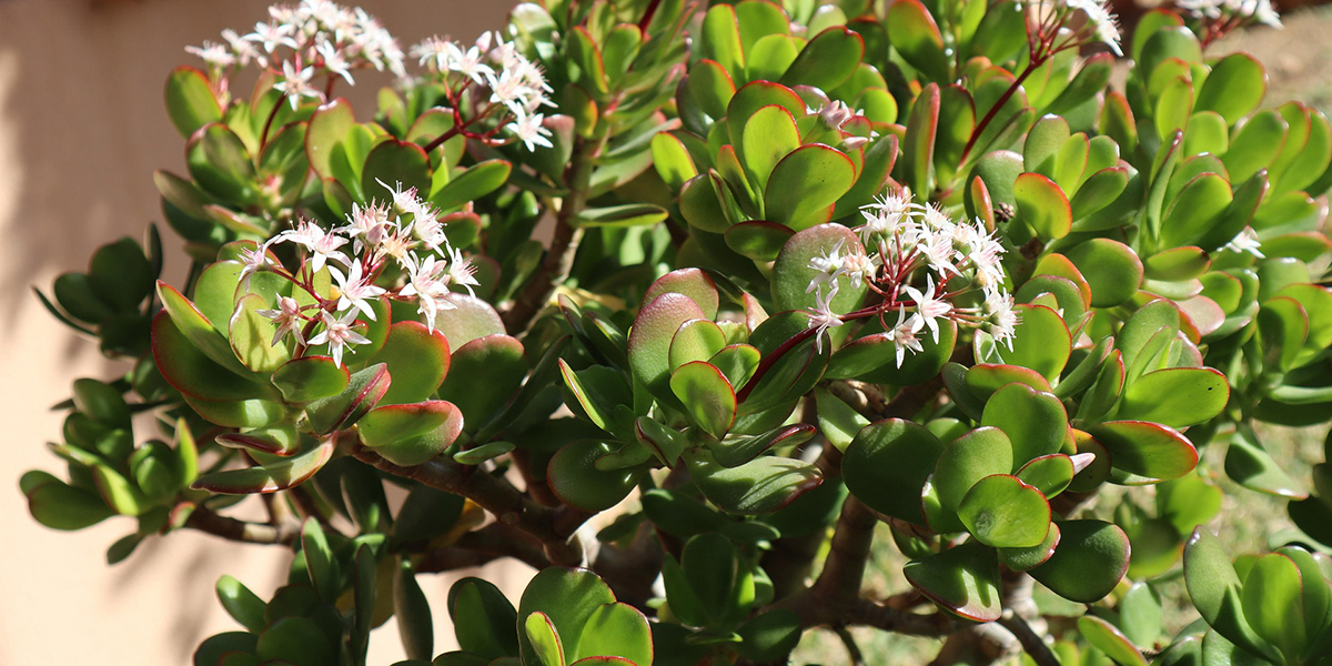 Crassula sur une table près d'une fenêtre, entretien facile