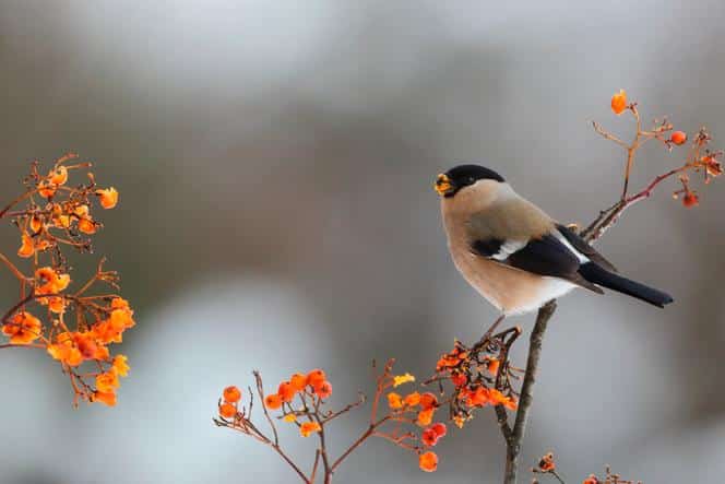 Volée d'oiseaux en mouvement désordonné