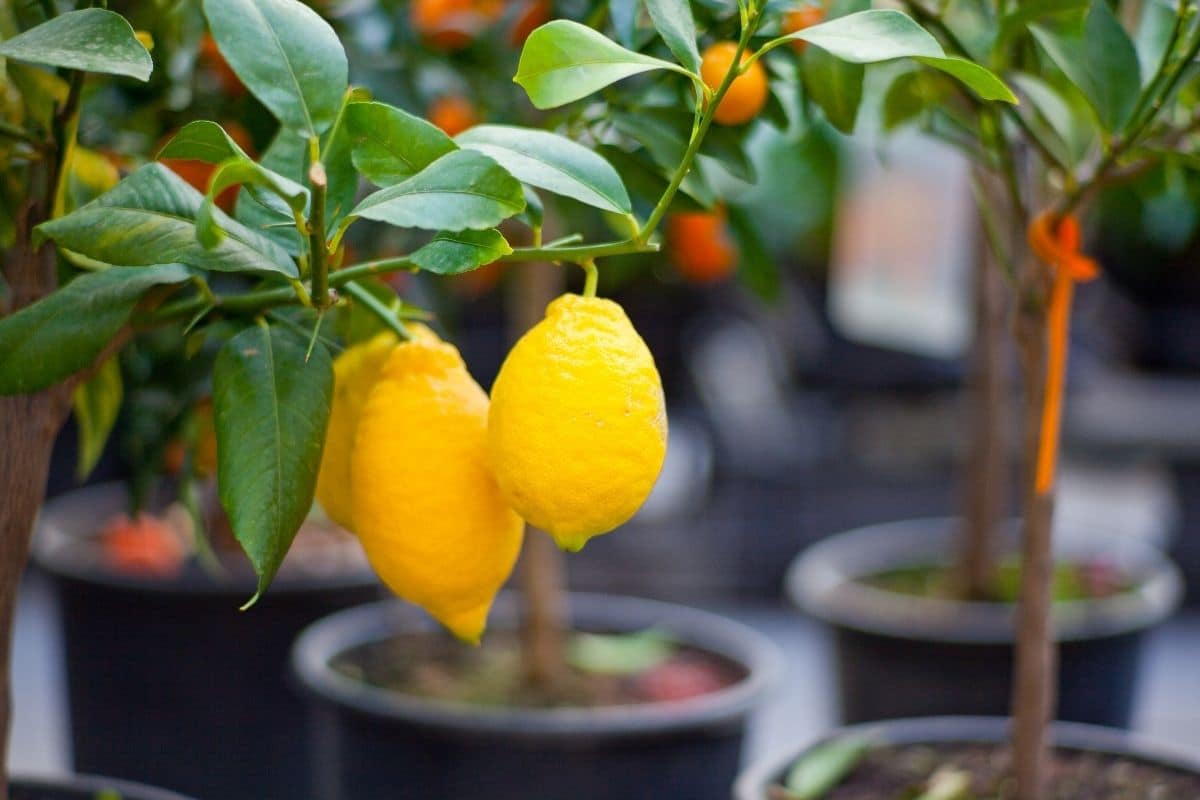 Jeune pousse de citronnier dans un pot