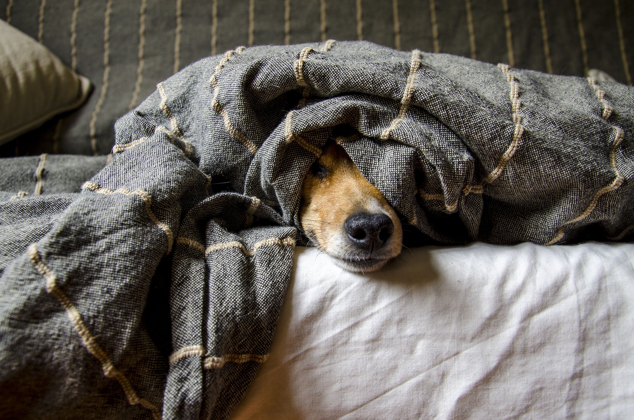 Chien sous une couverture