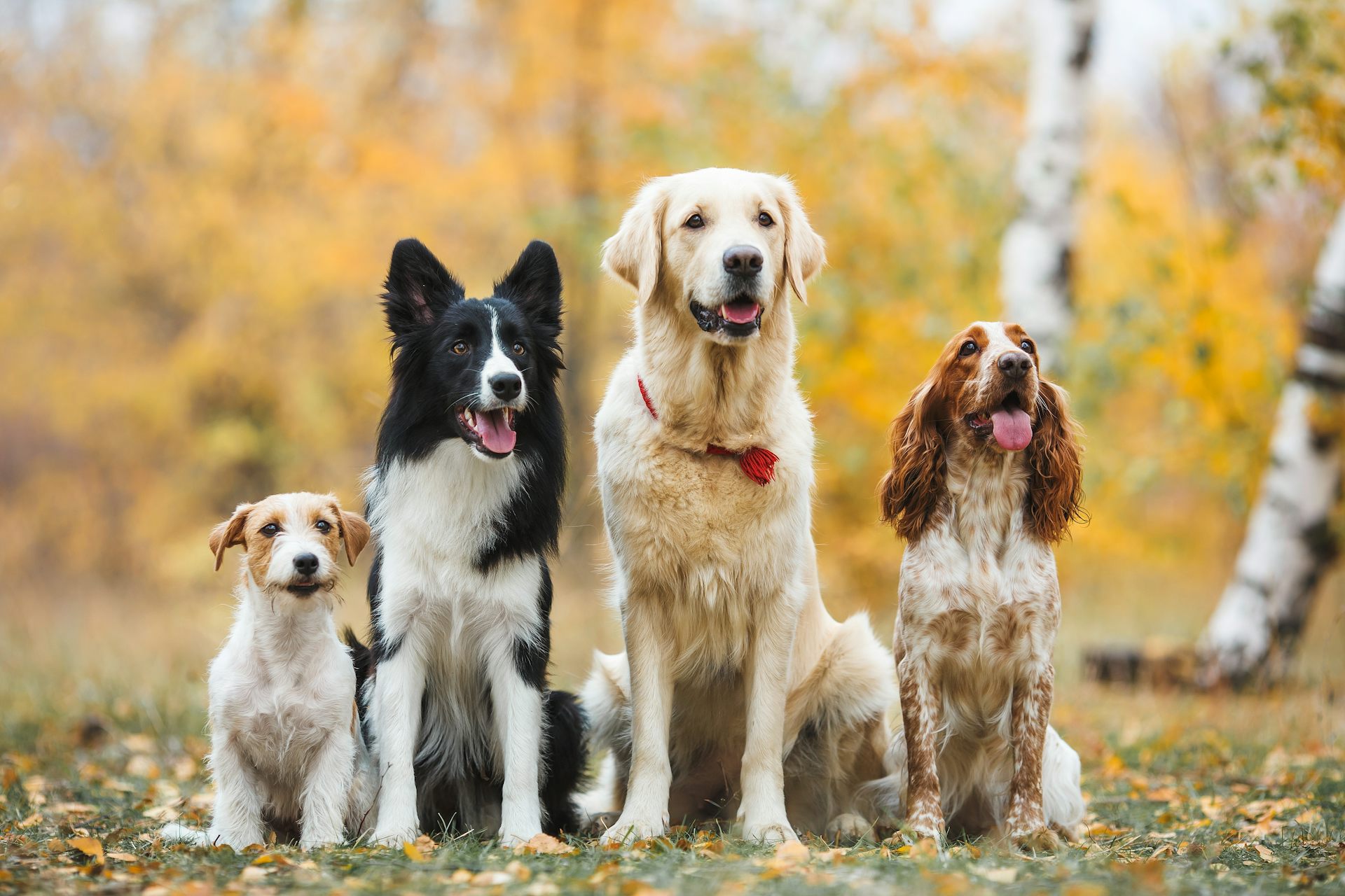 Chien montrant des signes d'inquiétude