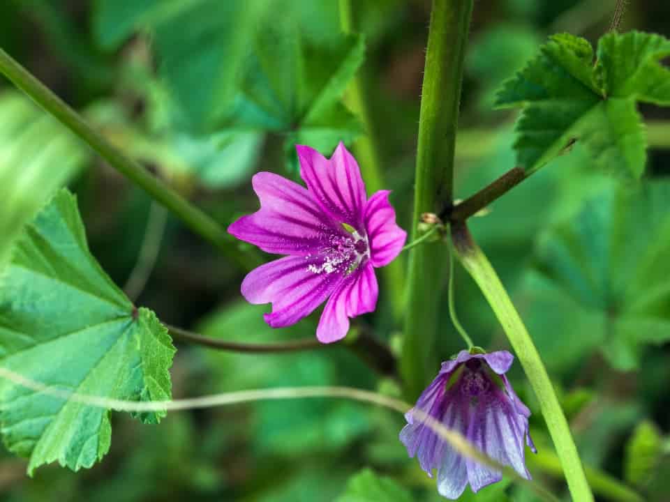 Bouquet de mauves communes fraîchement cueillies