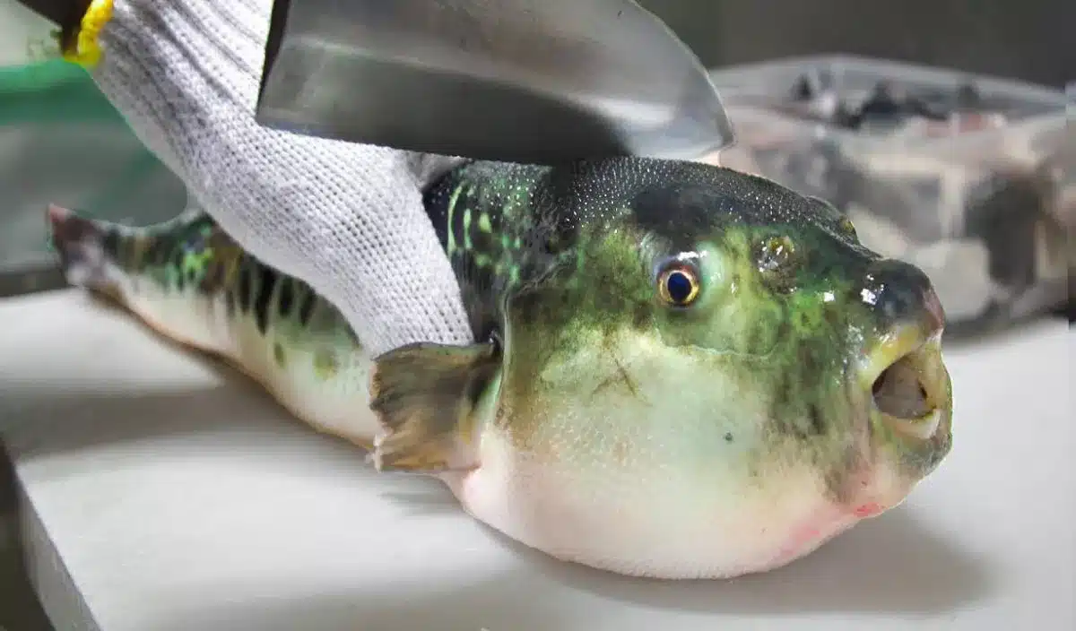 Poisson fugu entier sur un plateau de sushi
