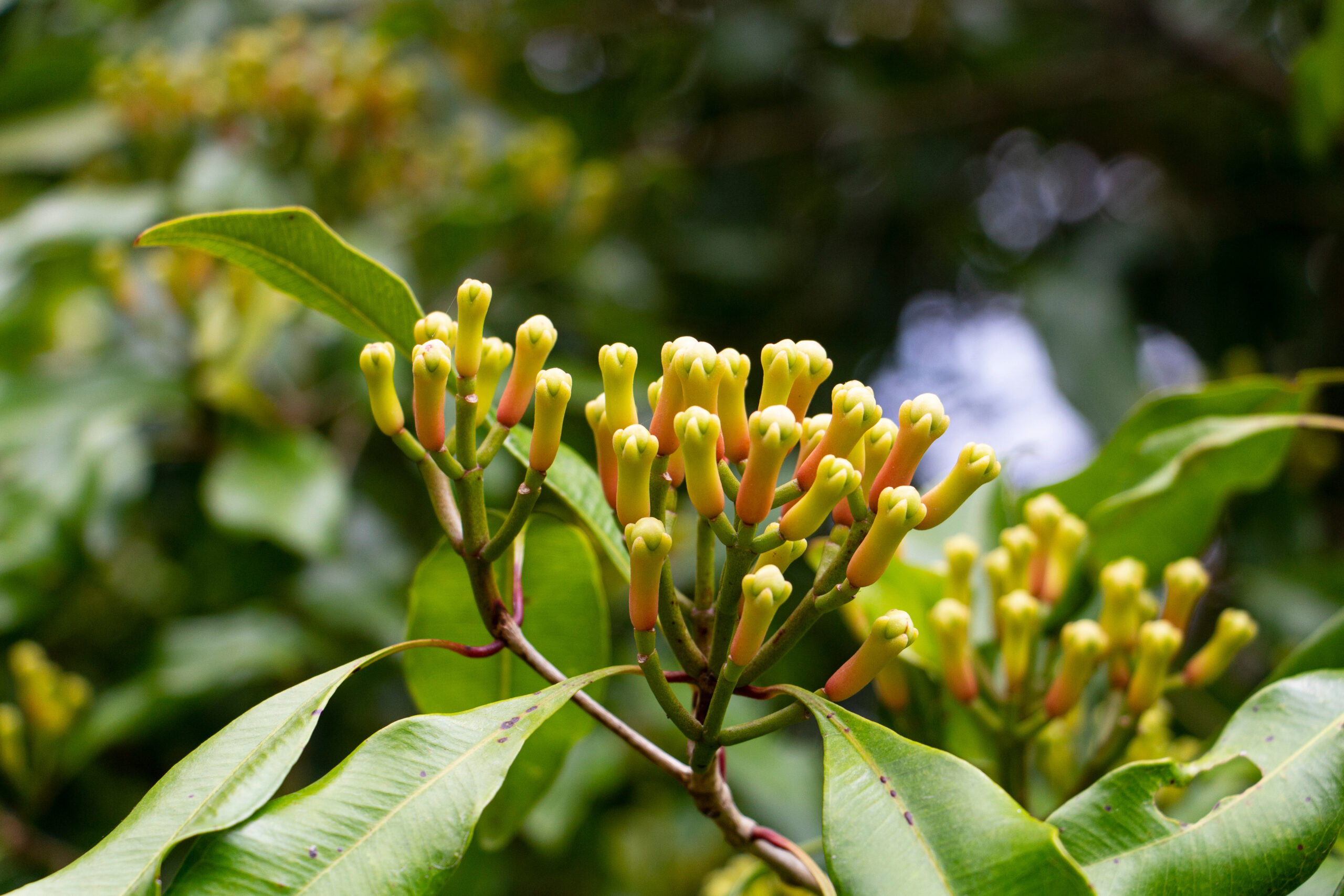Giroflier en pot au feuillage vert brillant