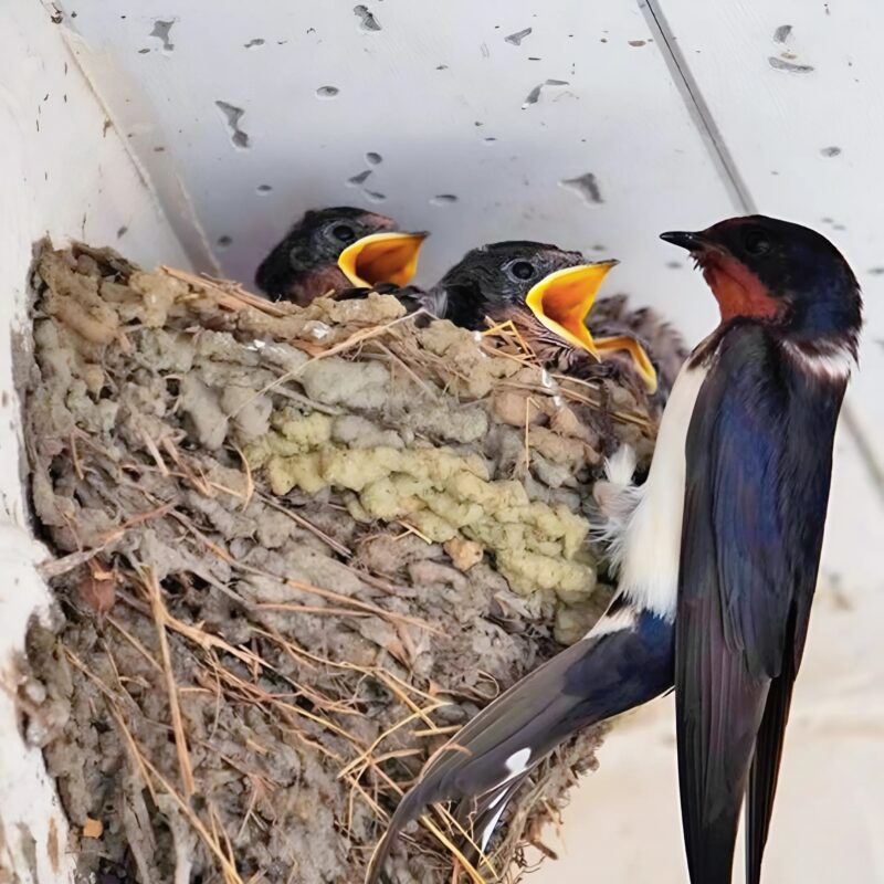 Hirondelle près de son nid