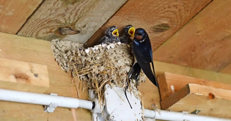 Hirondelle en vol contre un ciel bleu