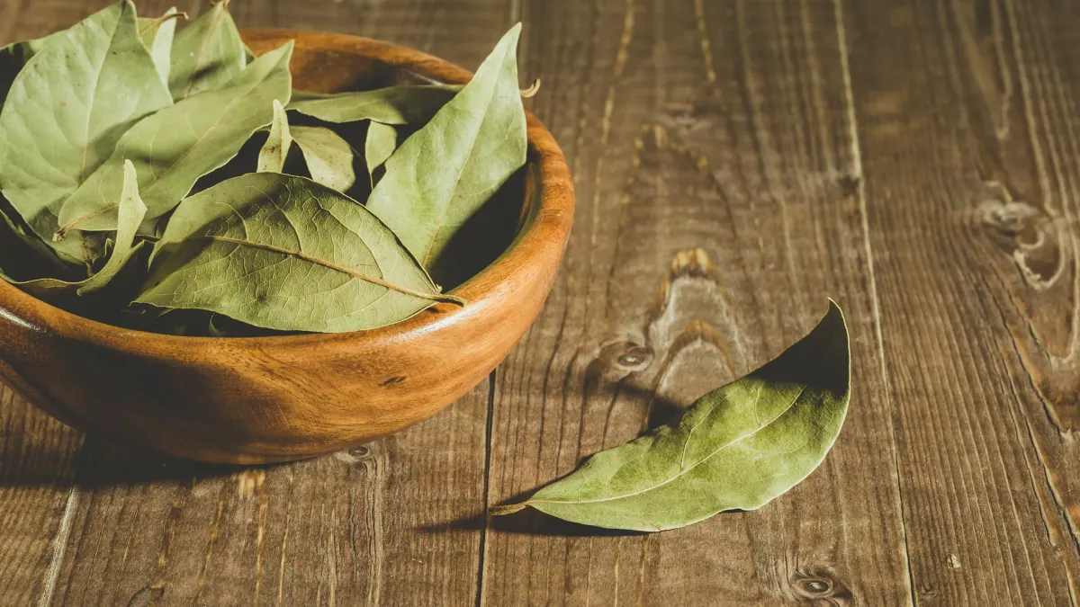 Feuilles de laurier séchées pour infusion et bien-être