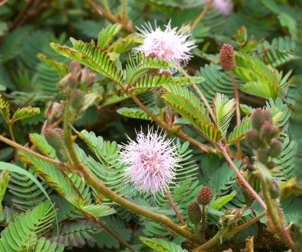 Représentation graphique de l'action anti-inflammatoire