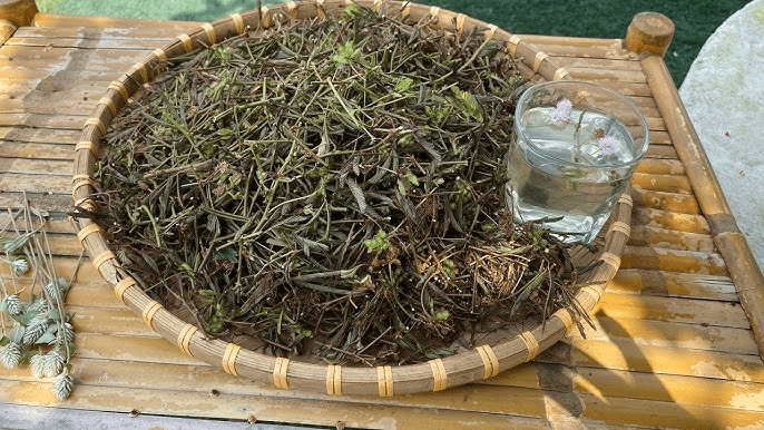 Différentes façons de consommer le Mimosa pudica