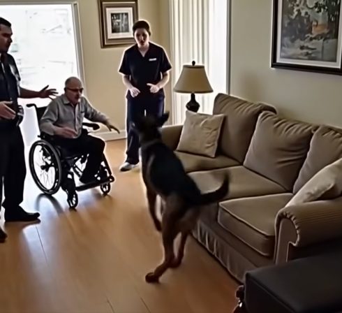 Chien policier, un Berger Allemand, reniflant un canapé usé dans une entrée