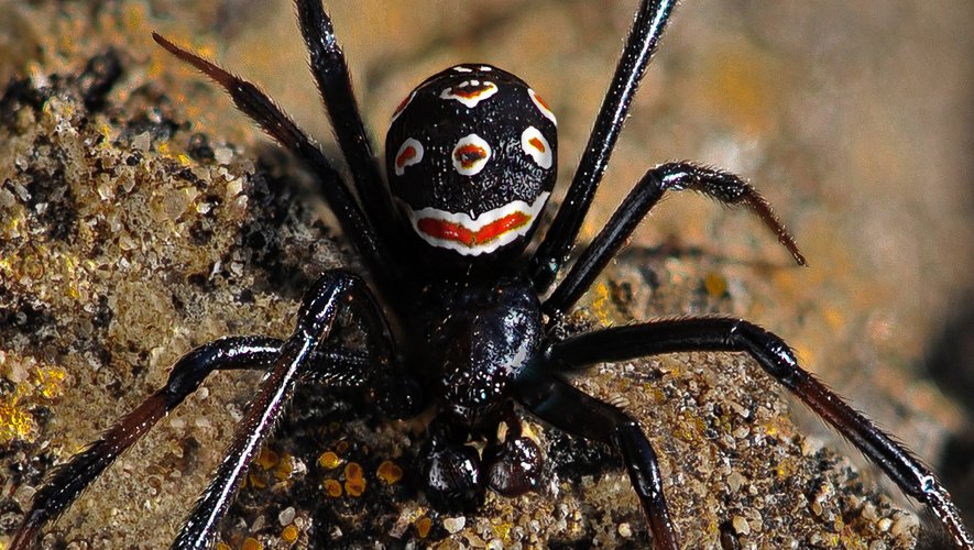 Veuve noire avec son abdomen noir et marque rouge