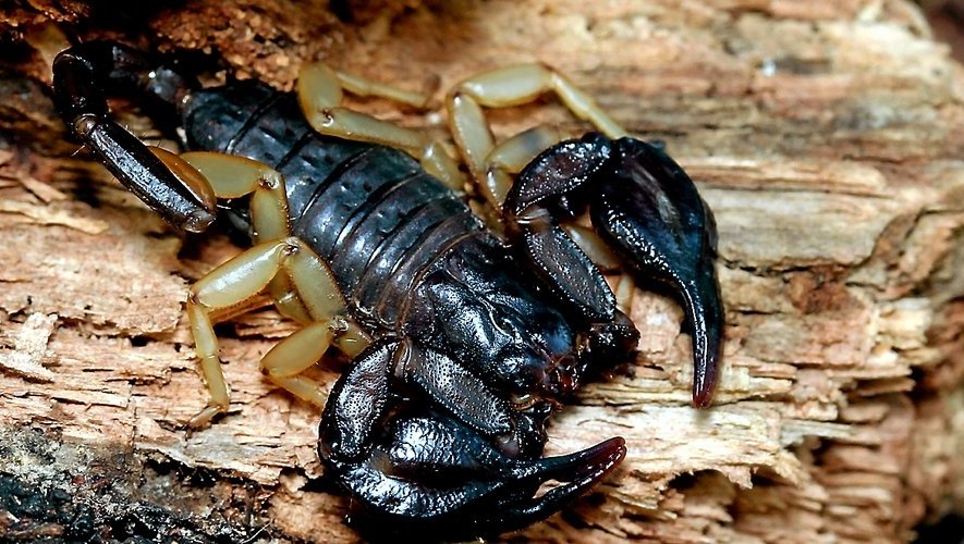 Scorpion se cachant dans un recoin sombre