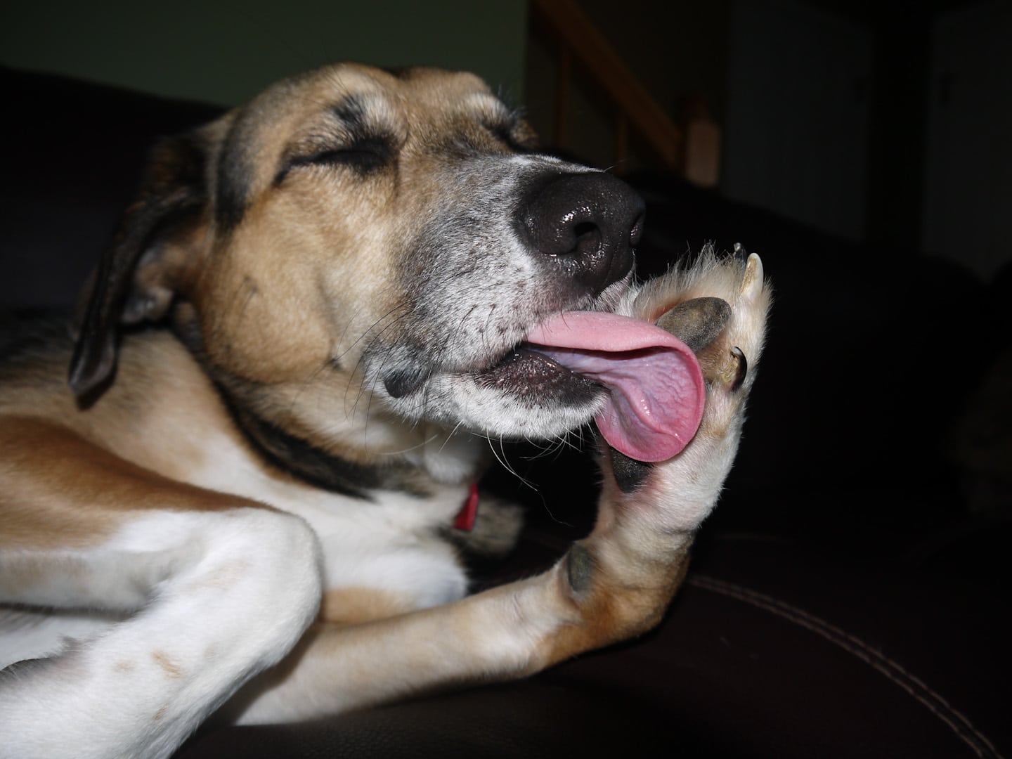 Chien se léchant les pattes