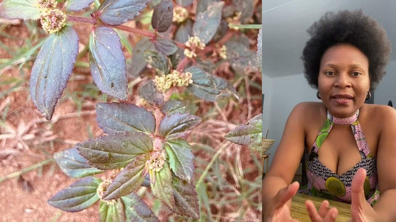 Femme utilisant des plantes médicinales