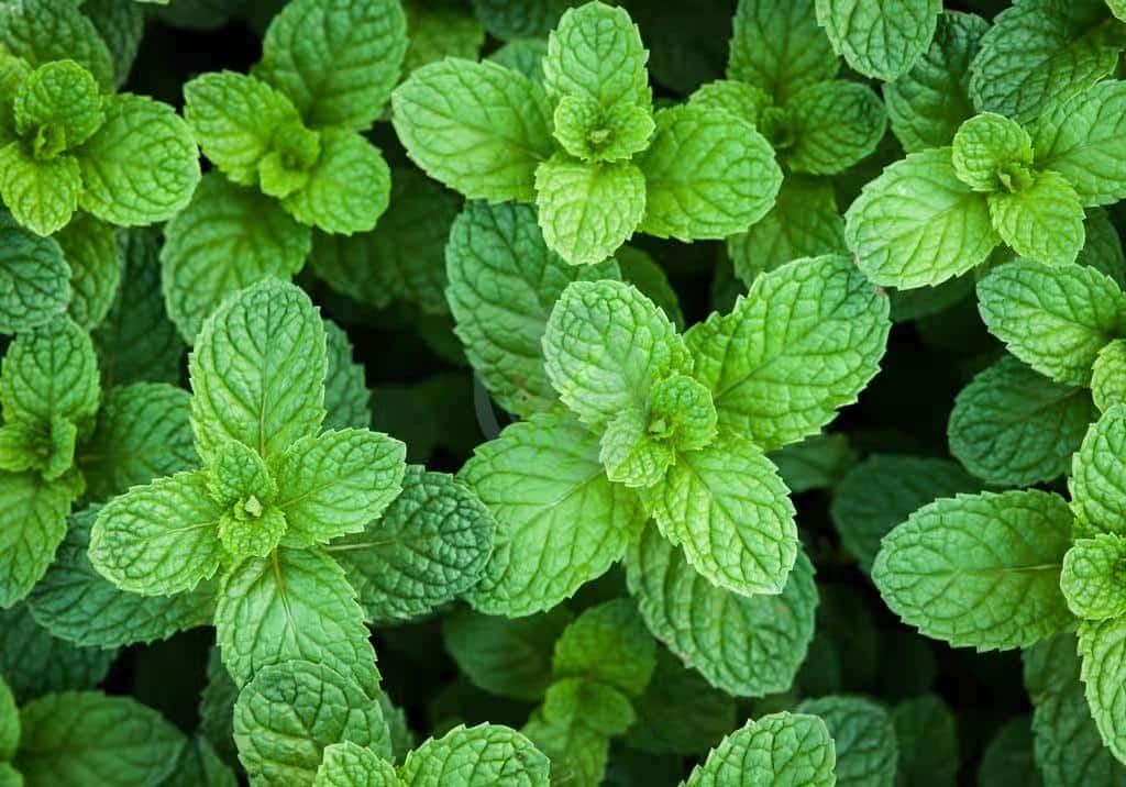 Feuilles de menthe fraîche pour infusion