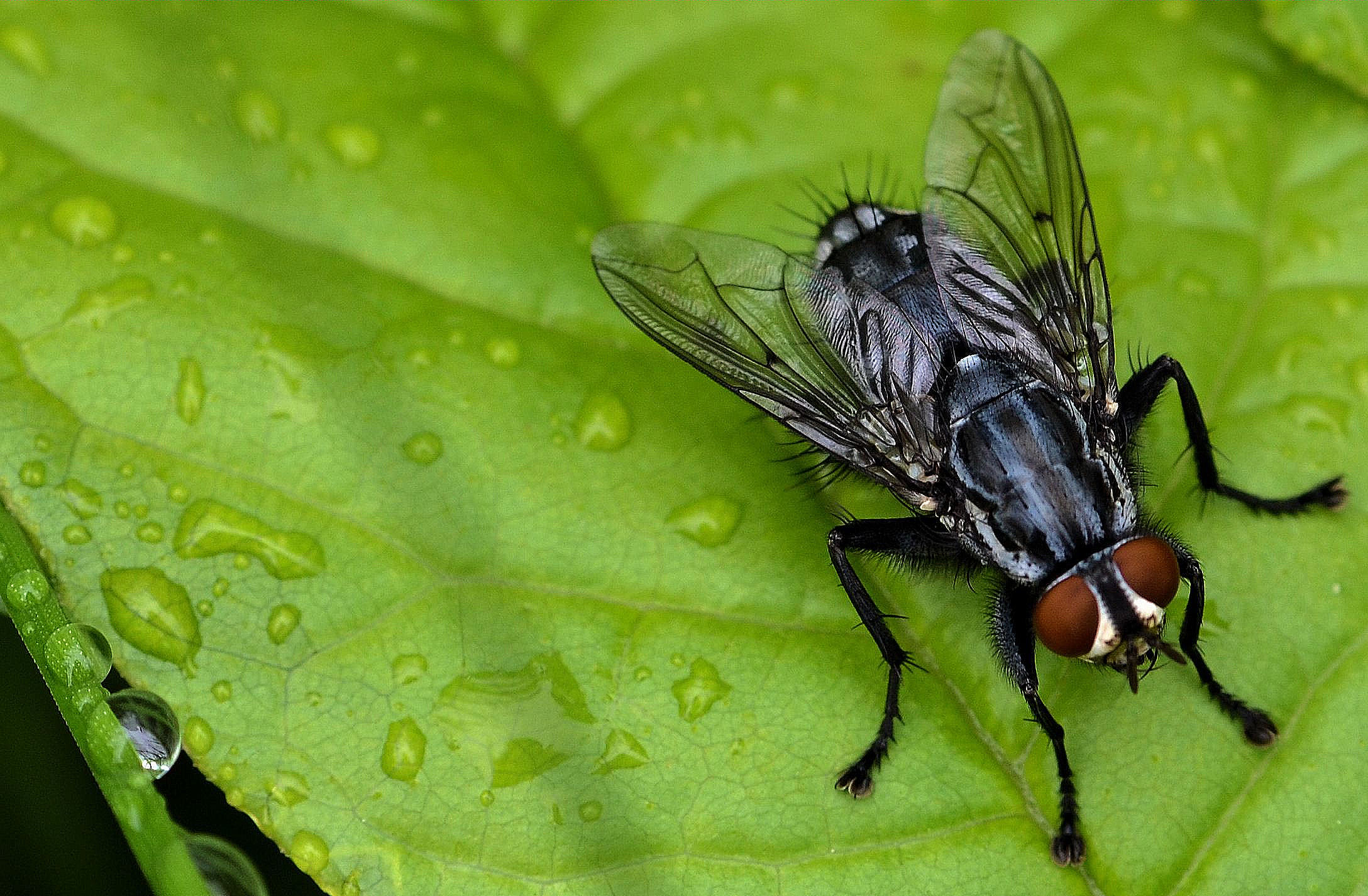 Mouche posée sur une surface