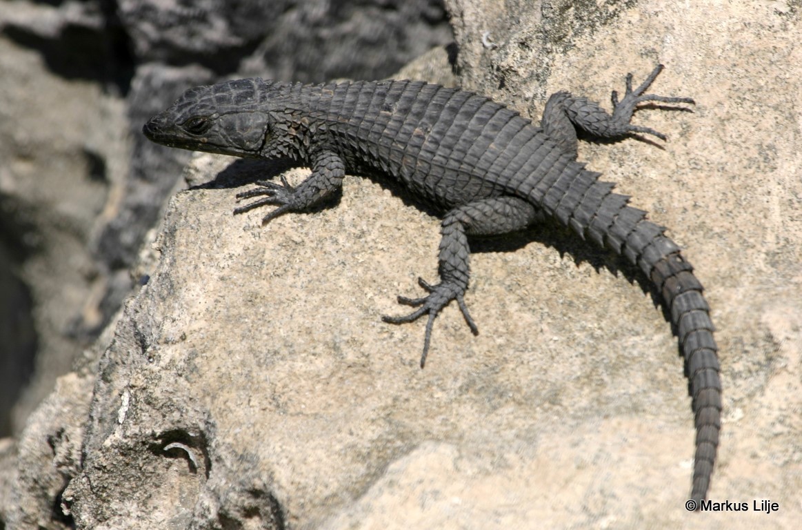 Dragon des falaises en captivité temporaire