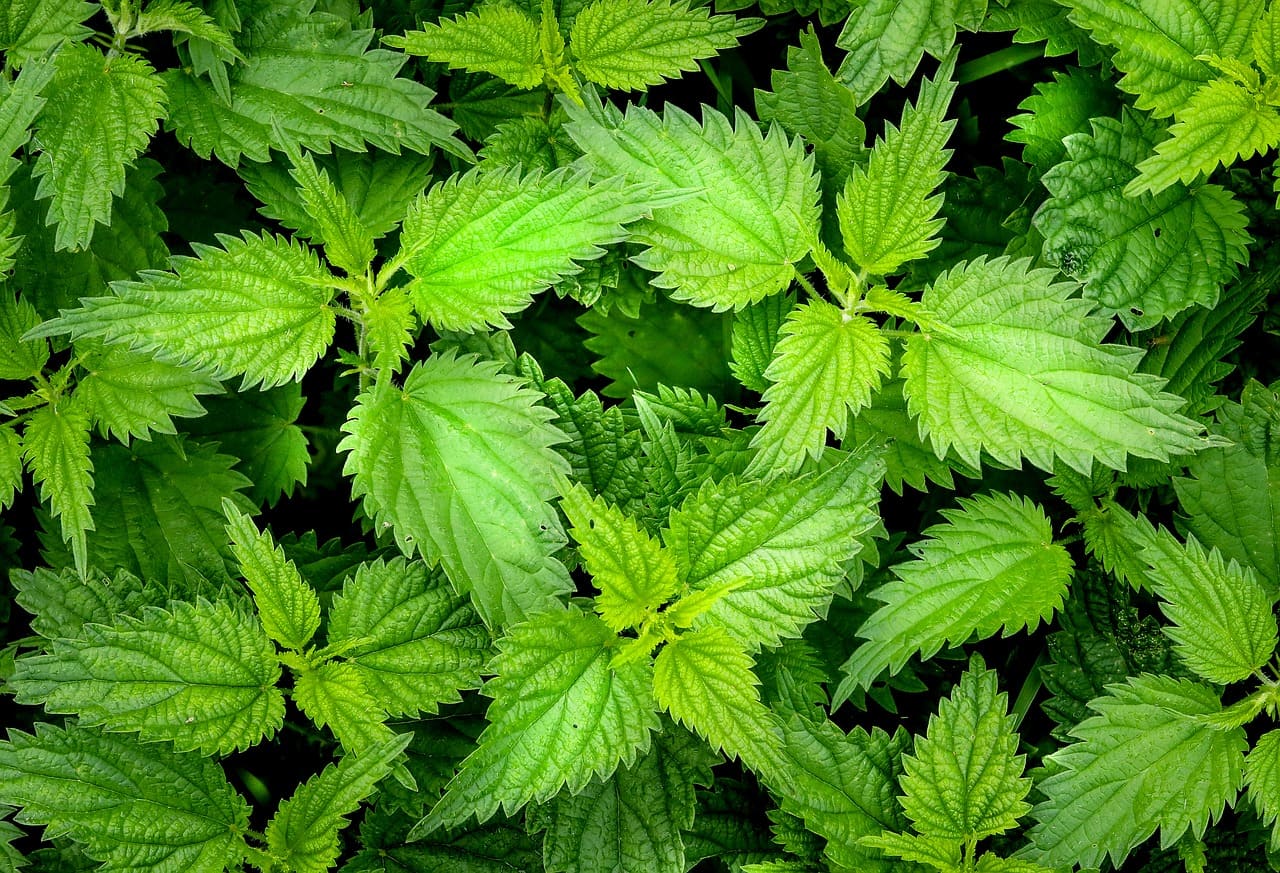 Feuilles d'ortie fraîches