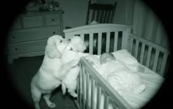Bébé et chiot endormis côte à côte sous la surveillance de la chienne
