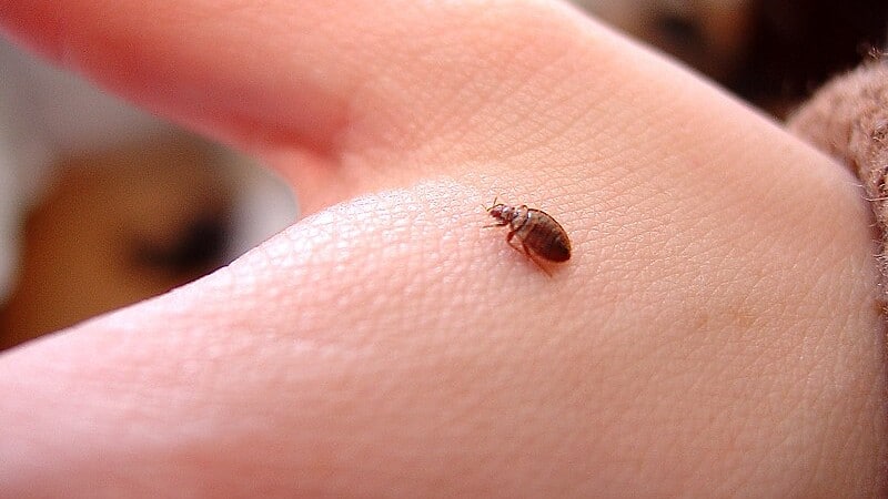 Terre de diatomée contre les insectes