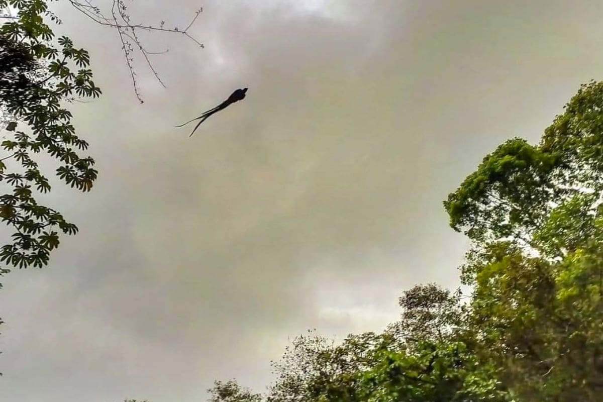 Quetzal en vol dans son habitat naturel