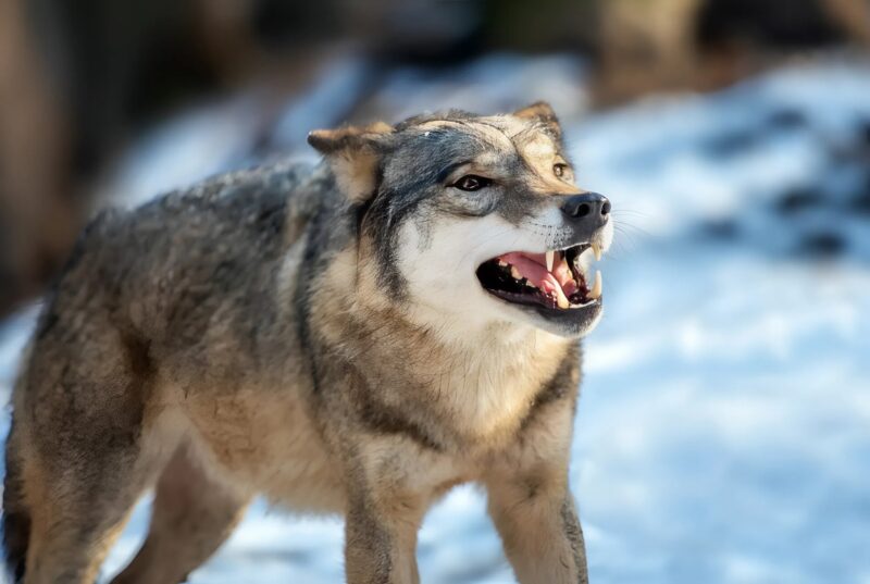 Une meute de loups observant à distance un village enneigé