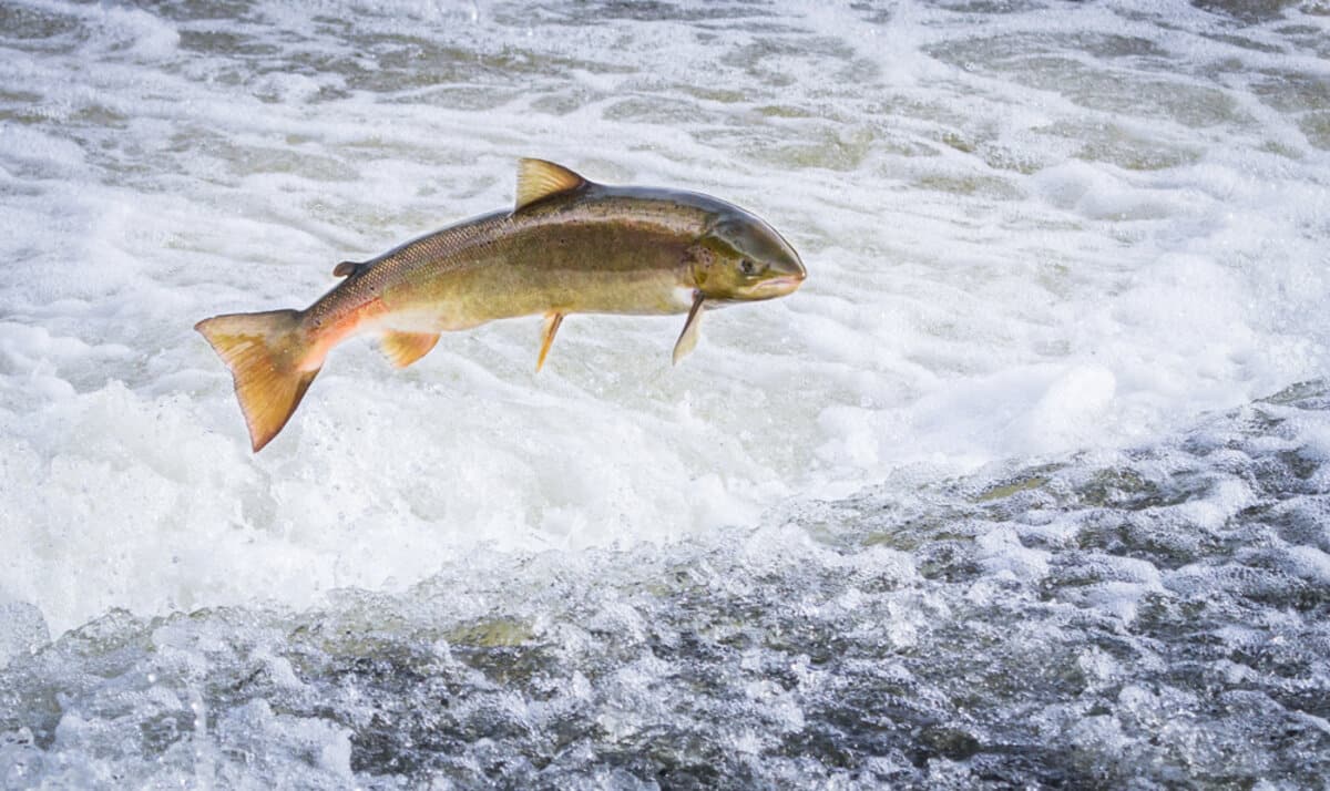 Poisson effectuant un saut hors de l'eau