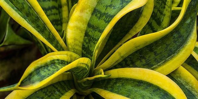 Sansevieria dans un pot, placée près d'une fenêtre baignée de lumière matinale