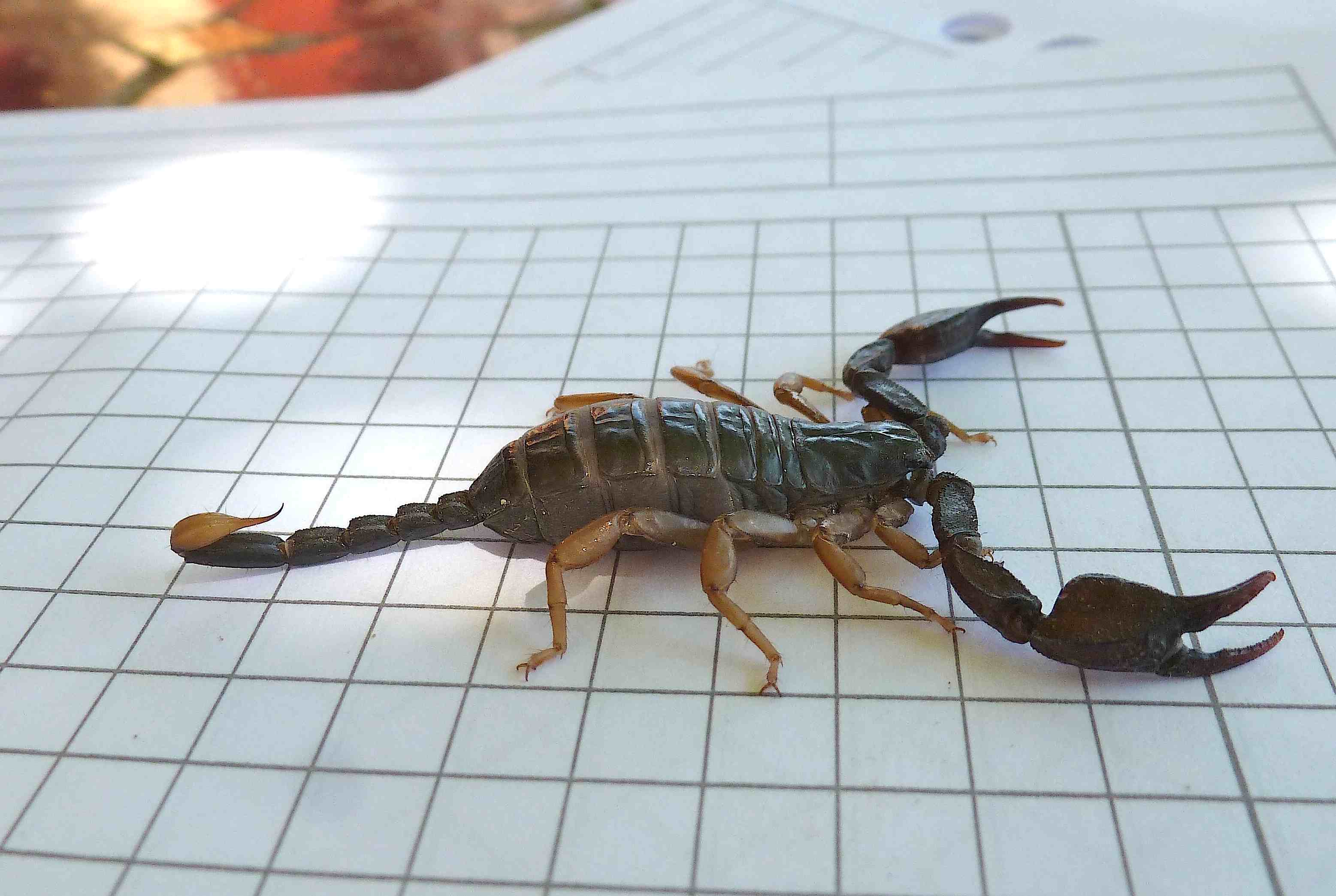 Scorpion explorant un garage sombre
