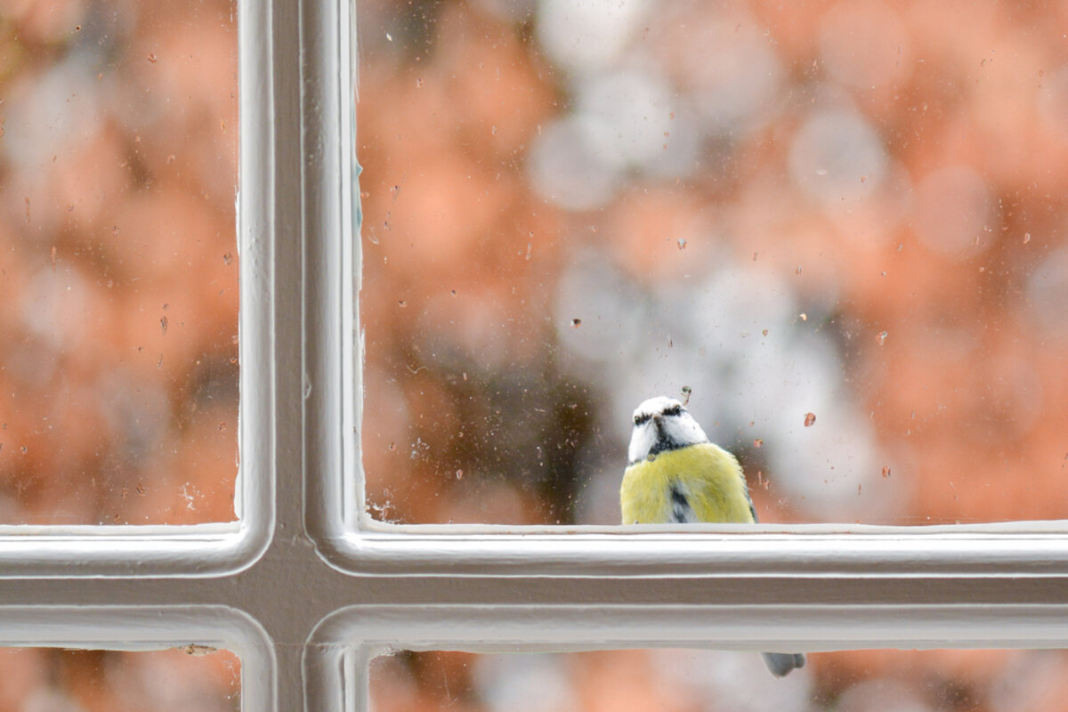 Femme souriante observant un oiseau à sa fenêtre