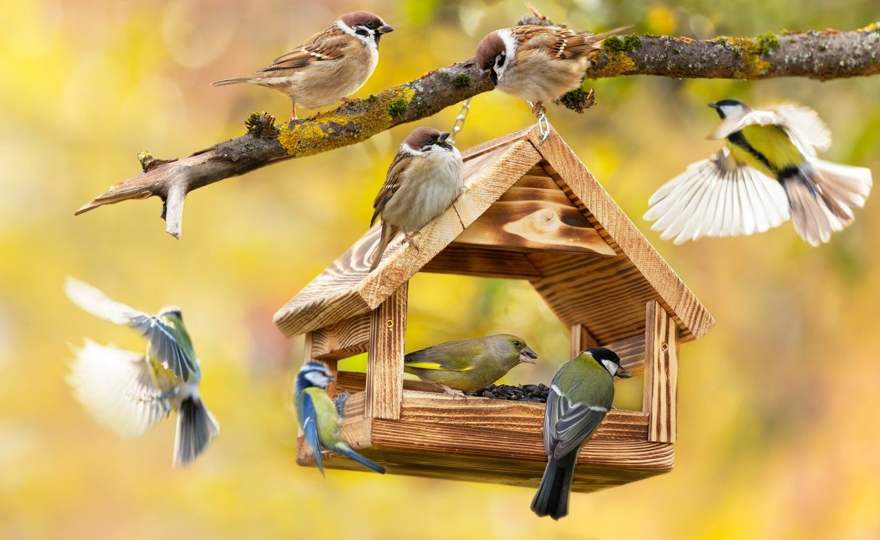 Mangeoire à oiseaux dans un jardin