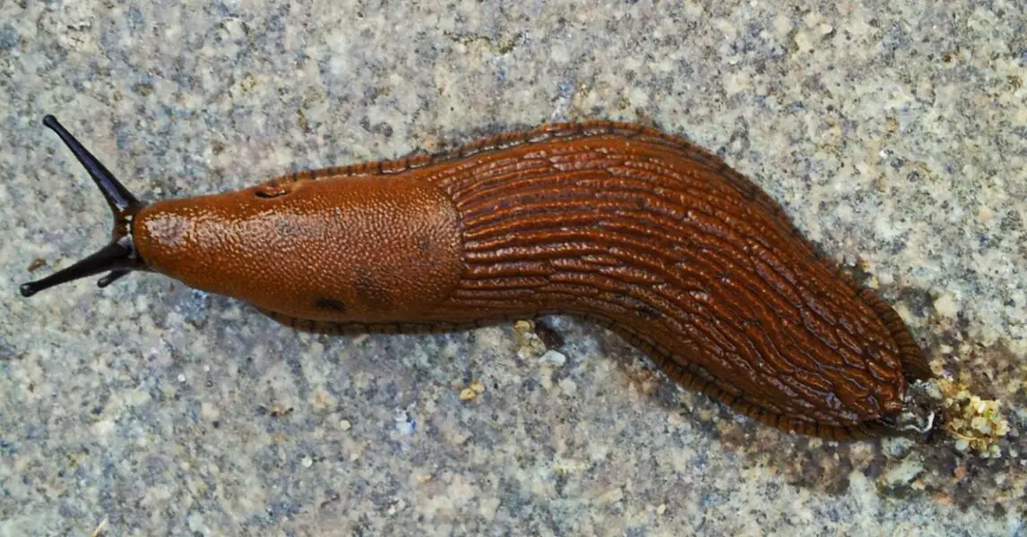 Limace sur une surface intérieure représentant la symbolique spirituelle