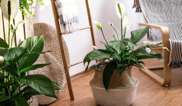 Plante dépolluante Spathiphyllum