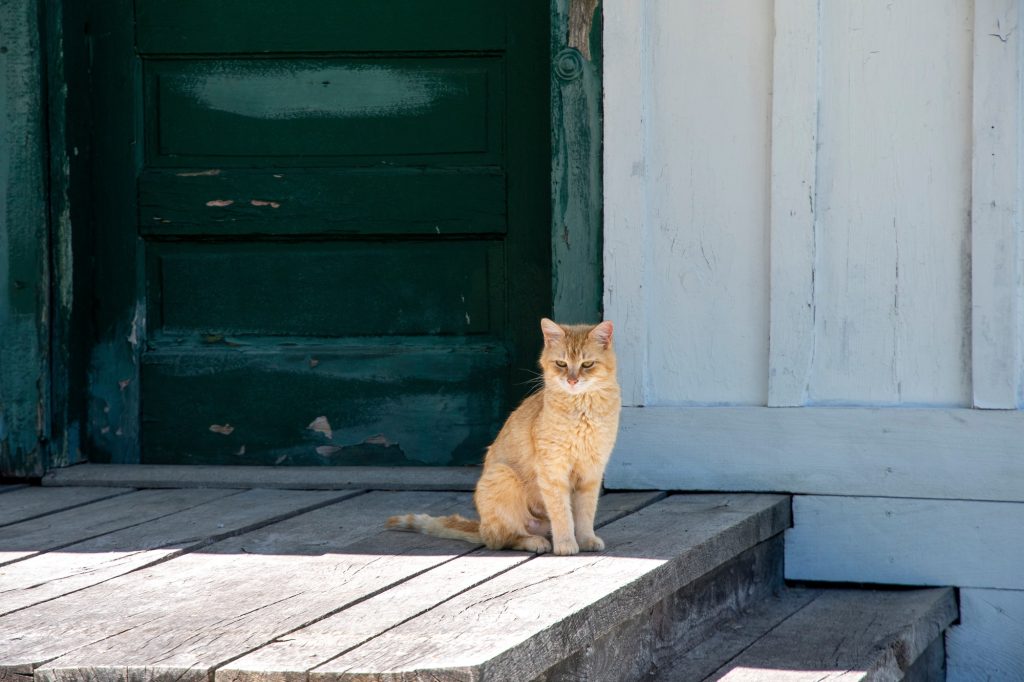 Chat errant devant une porte d'entrée