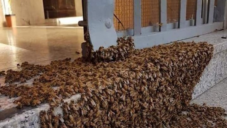 Essaim d'abeilles en grappe sur une branche