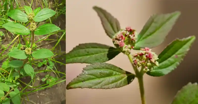 Euphorbia Hirta plante tropicale